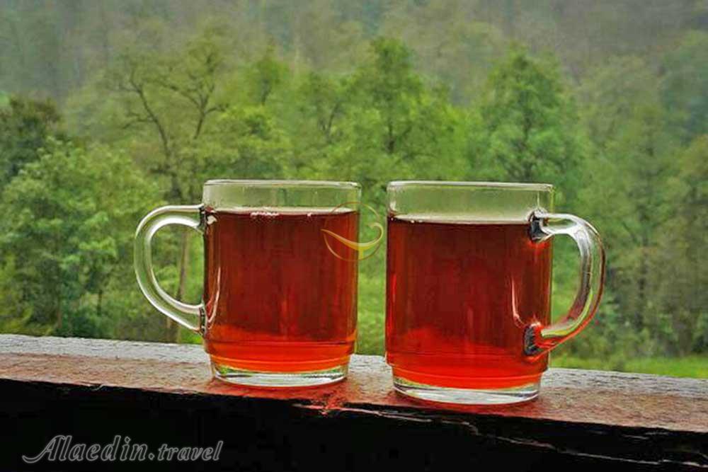 تور اکوسافاری جنگلی؛ صدای پای آب | علاءالدین