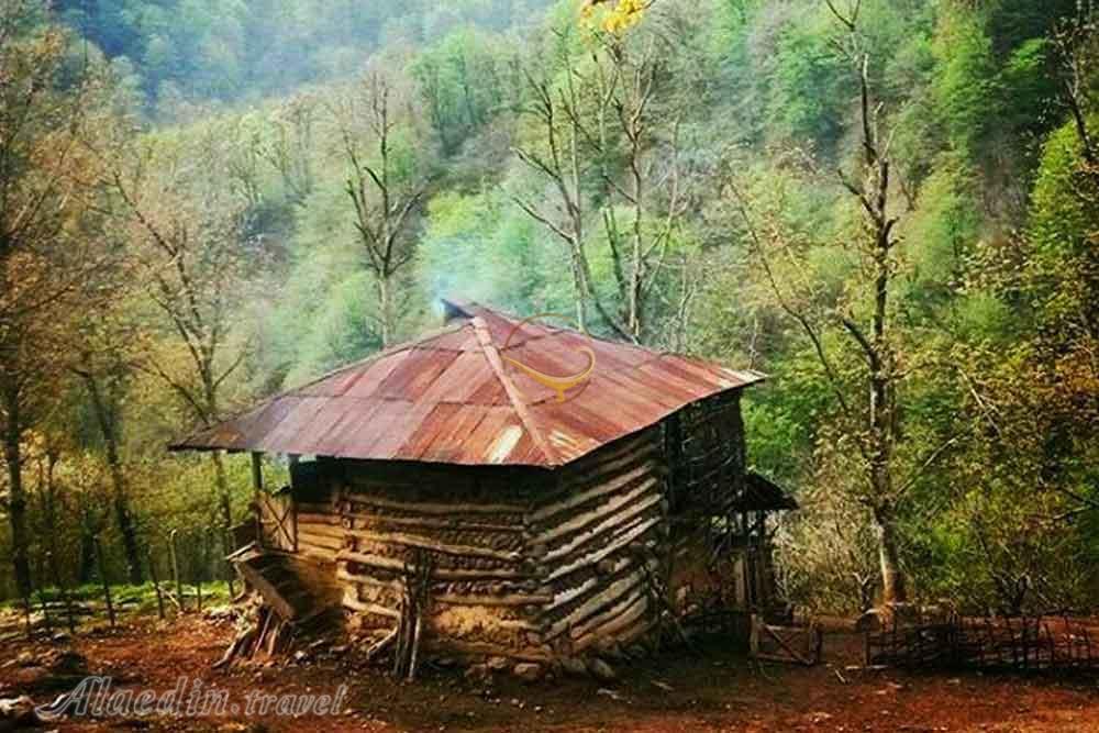 تور اکوسافاری جنگلی؛ صدای پای آب | علاءالدین