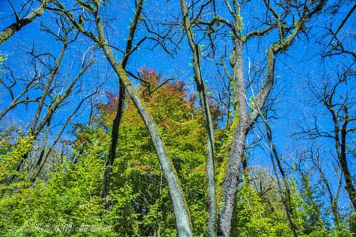 تور اکوسافاری جنگلی؛ صدای پای آب | علاءالدین