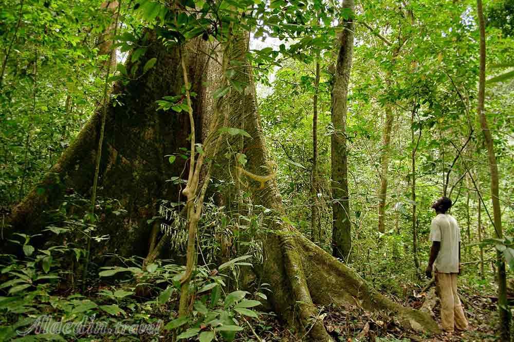 تور گابن | علاءالدین تراول