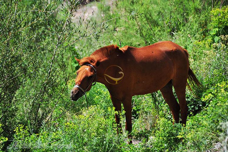 تور جهان نما؛ از تخت میرزا تا برج رادکان | علاءالدین تراول