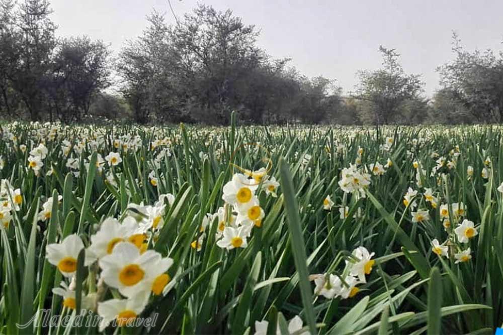 تور کازرون دشت ارژن | علاءالدین تراول