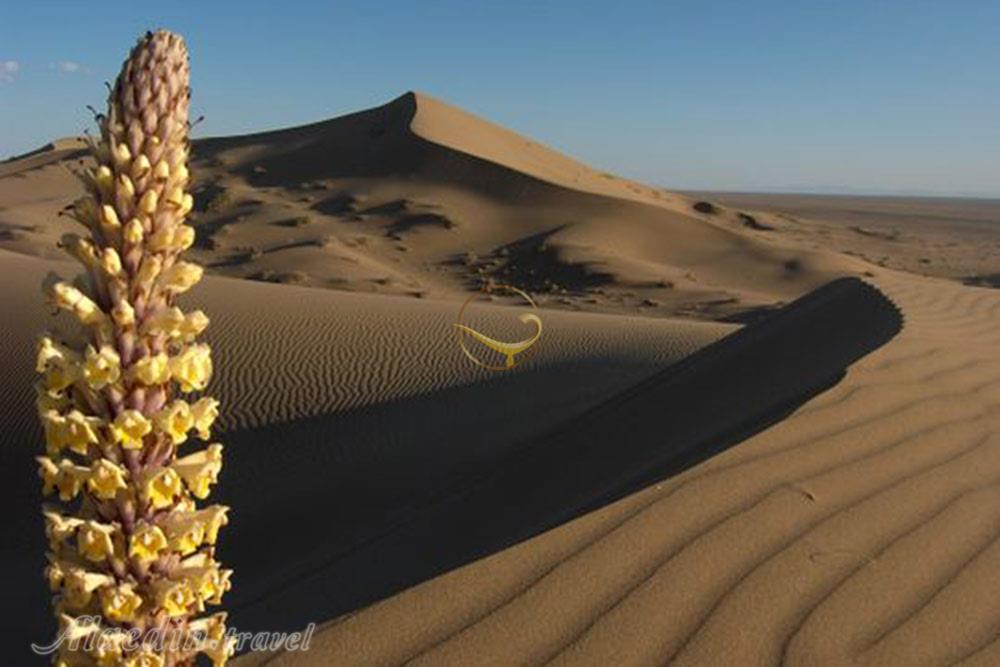 تور کویر خارا؛ کاشان، ورزنه