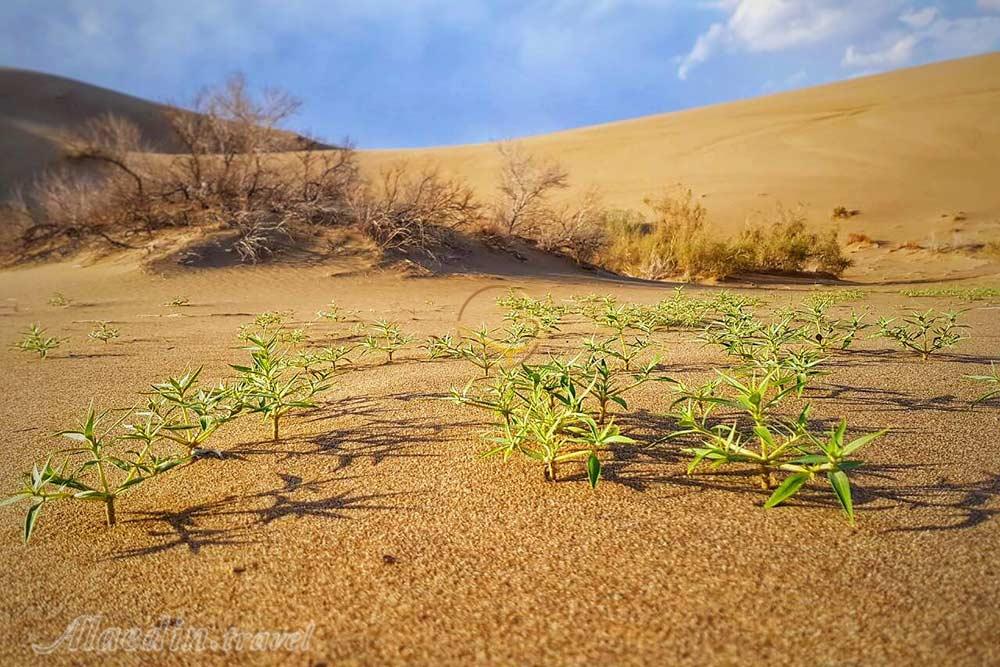 تور کویر خارا؛ کاشان، ورزنه
