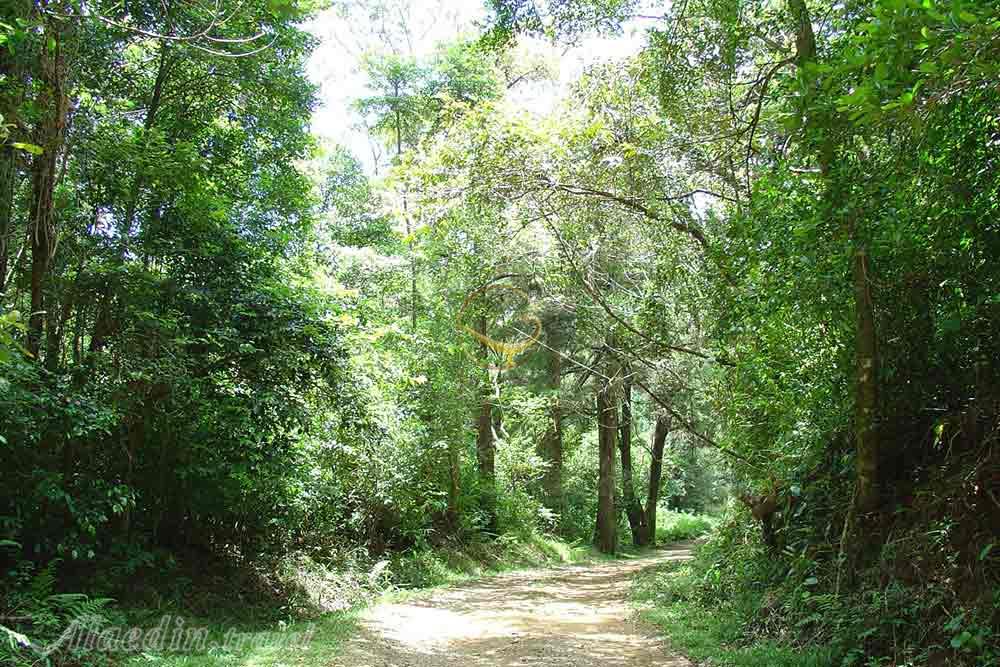 تور ماداگاسکار | علاءالدین تراول