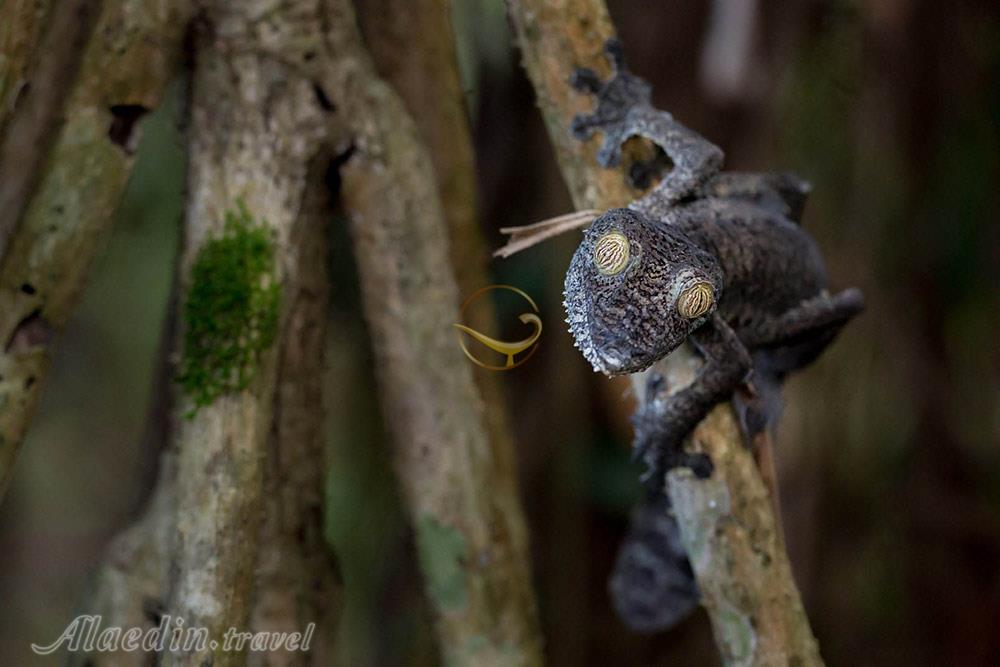 تور ماداگاسکار | علاءالدین تراول