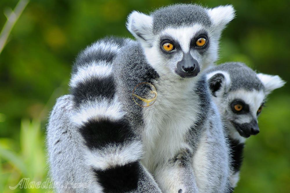 تور ماداگاسکار | علاءالدین تراول