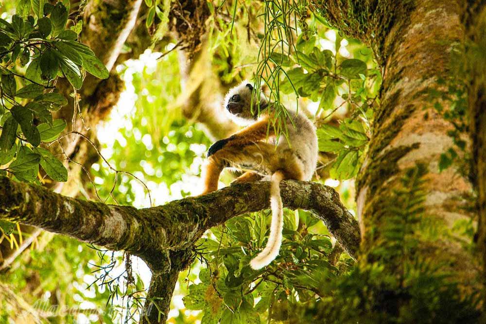 تور ماداگاسکار | علاءالدین تراول