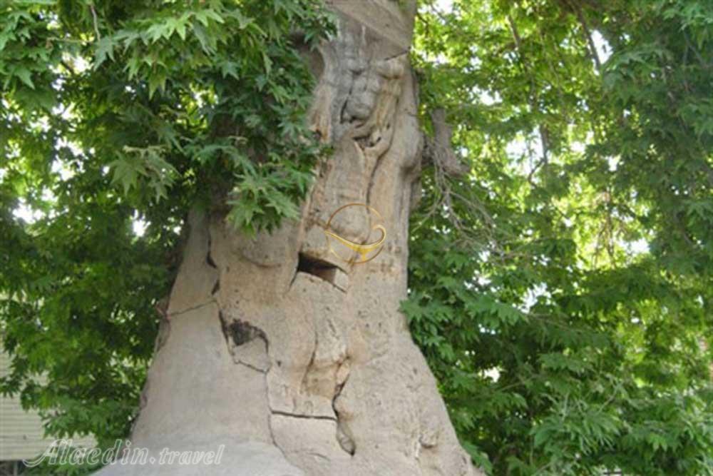 تور ملایر نهاوند تویسرکان | علاءالدین تراول