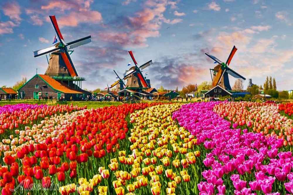 تور هلند | علاءالدین تراول