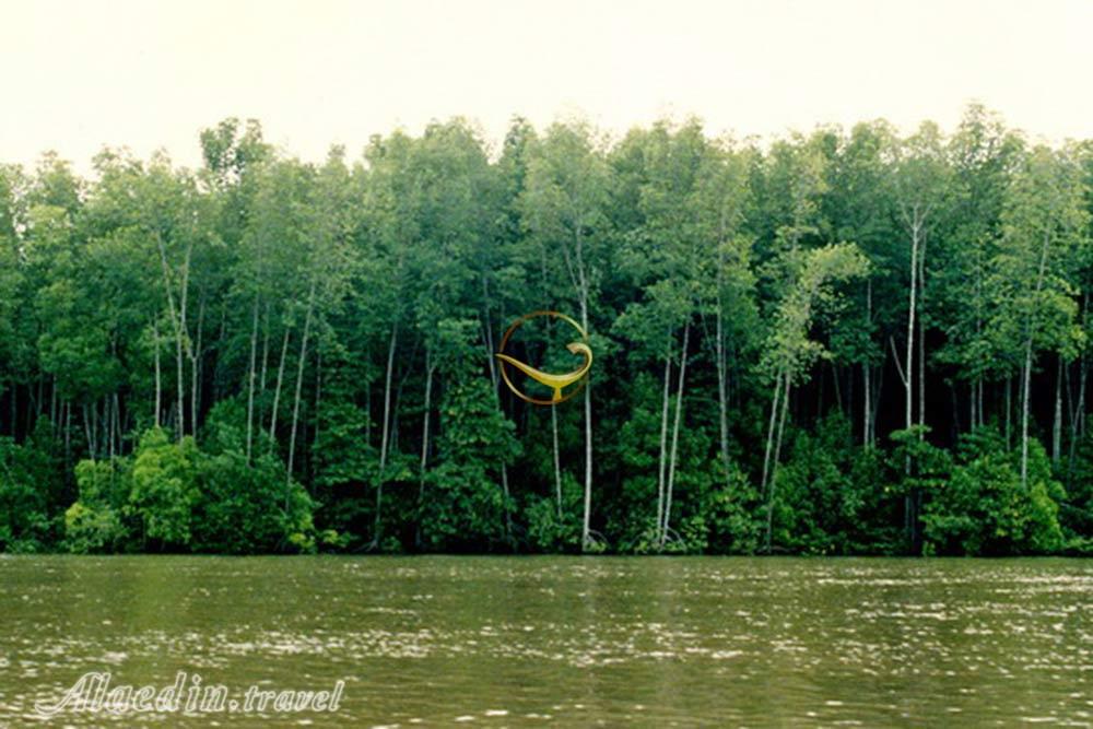 جنگل های حرا جزیره قشم | علاءالدین تراول