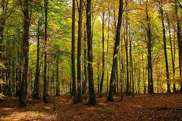 تور جنگل راش یک روزه