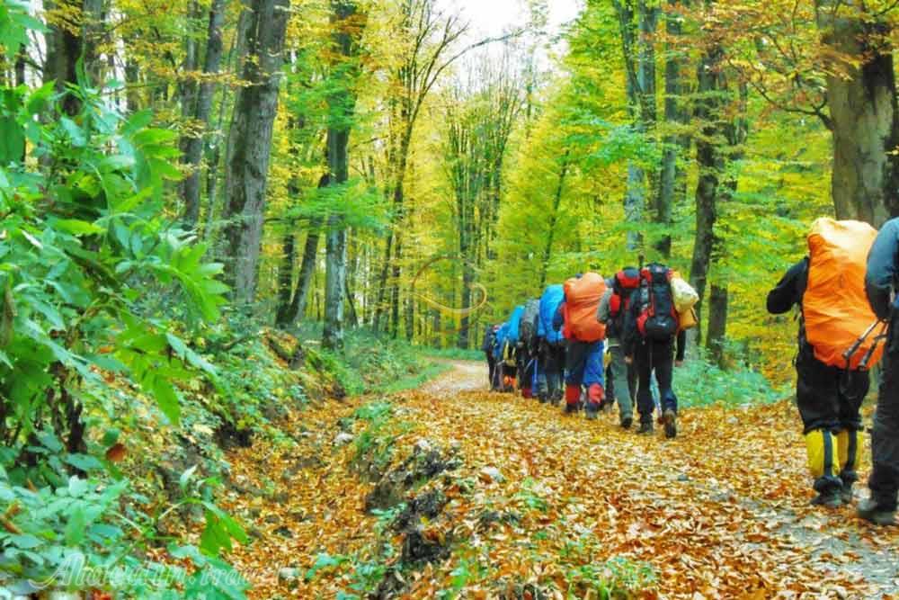 تور جنگل راش یک روزه | علاءالدین تراول