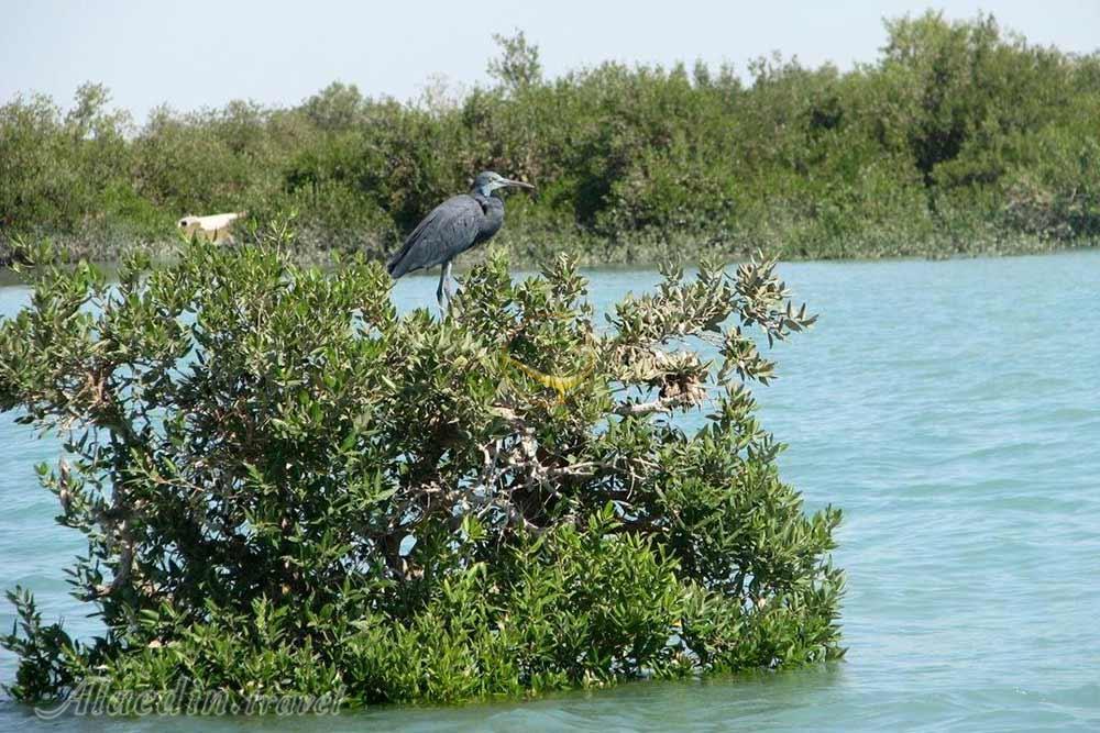 تور شهر سوخته تا درک | علاءالدین تراول