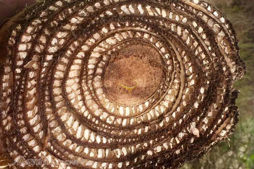 تور شهر سوخته تا درک | علاءالدین تراول