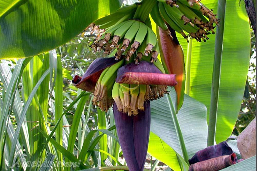 تور شهر سوخته تا درک | علاءالدین تراول