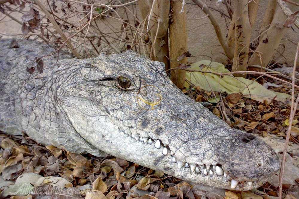 تور شهر سوخته تا درک | علاءالدین تراول