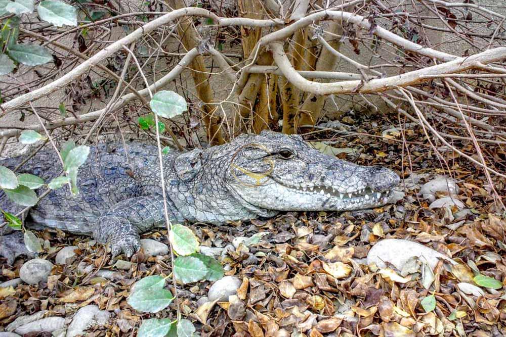 تور شهر سوخته تا درک | علاءالدین تراول