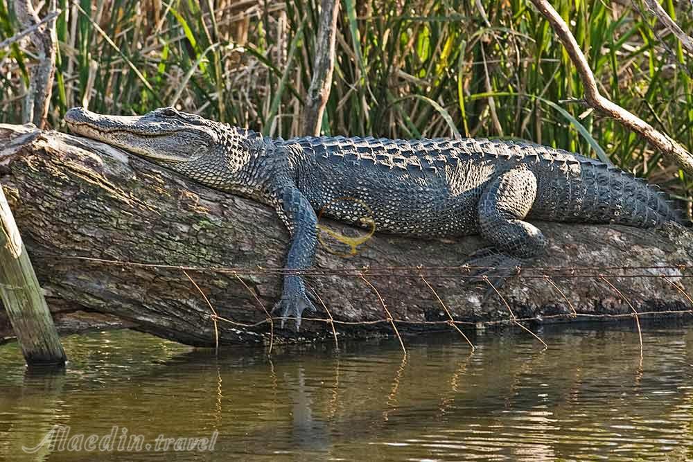 تور شهر سوخته تا درک | علاءالدین تراول