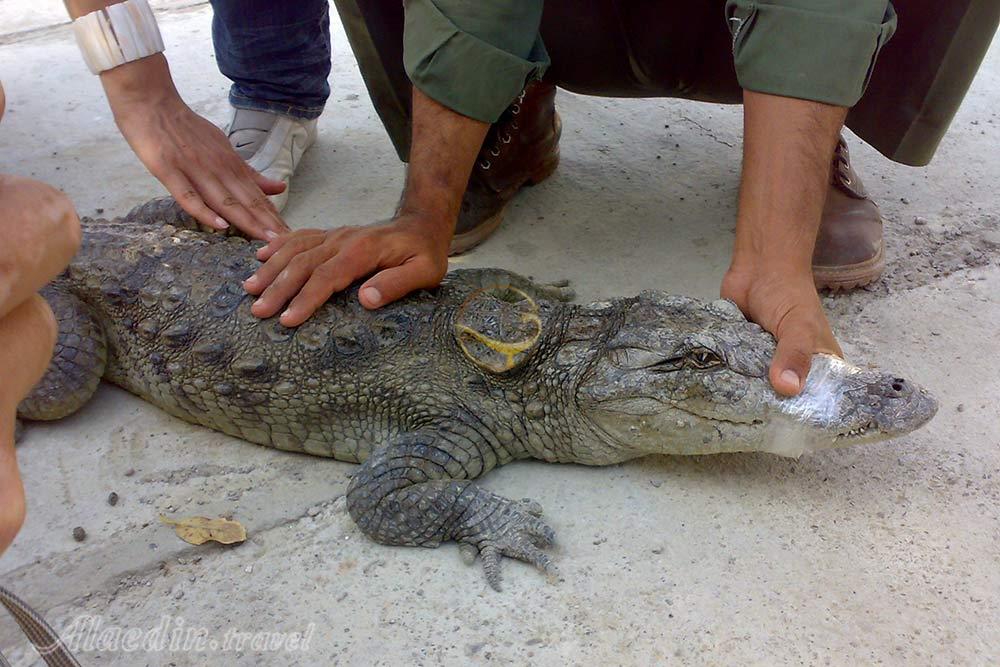 تور شهر سوخته تا درک | علاءالدین تراول