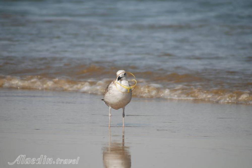 تور شهر سوخته تا درک | علاءالدین تراول