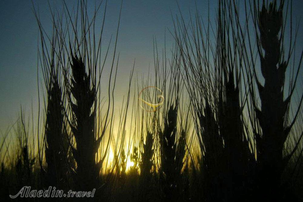 تور شهر سوخته سیستان | علاءالدین تراول