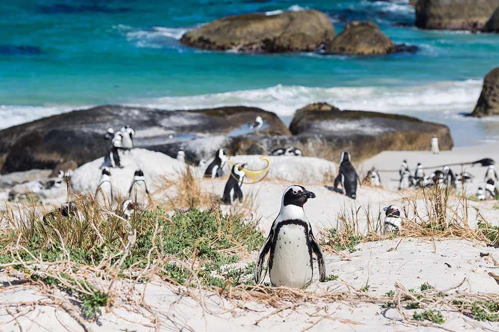 پنگوئن آفریقایی در پارک ملی پیلانسبرگ آفریقای جنوبی | علاءالدین تراول