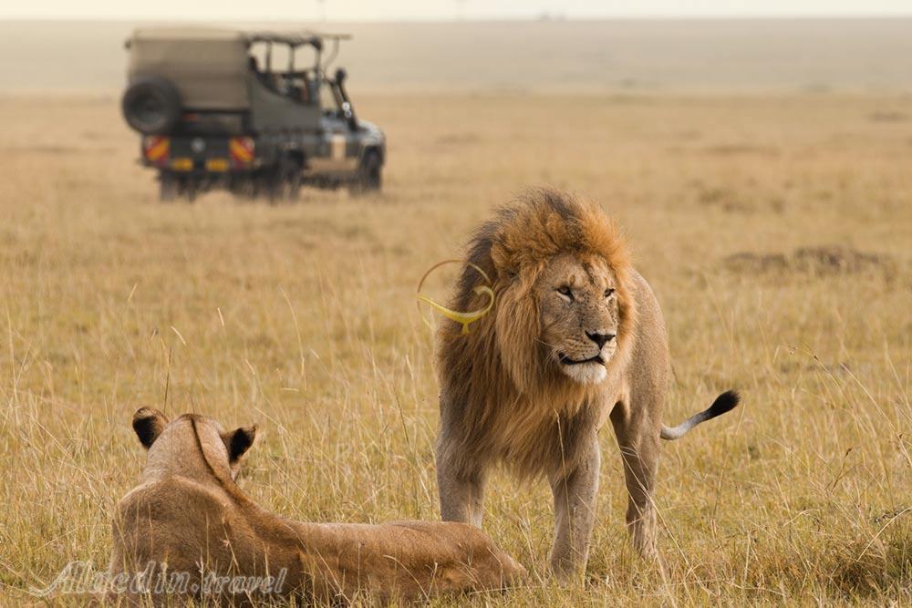 سافاری هیجان انگیز در آفریقای جنوبی  | علاءالدین تراول