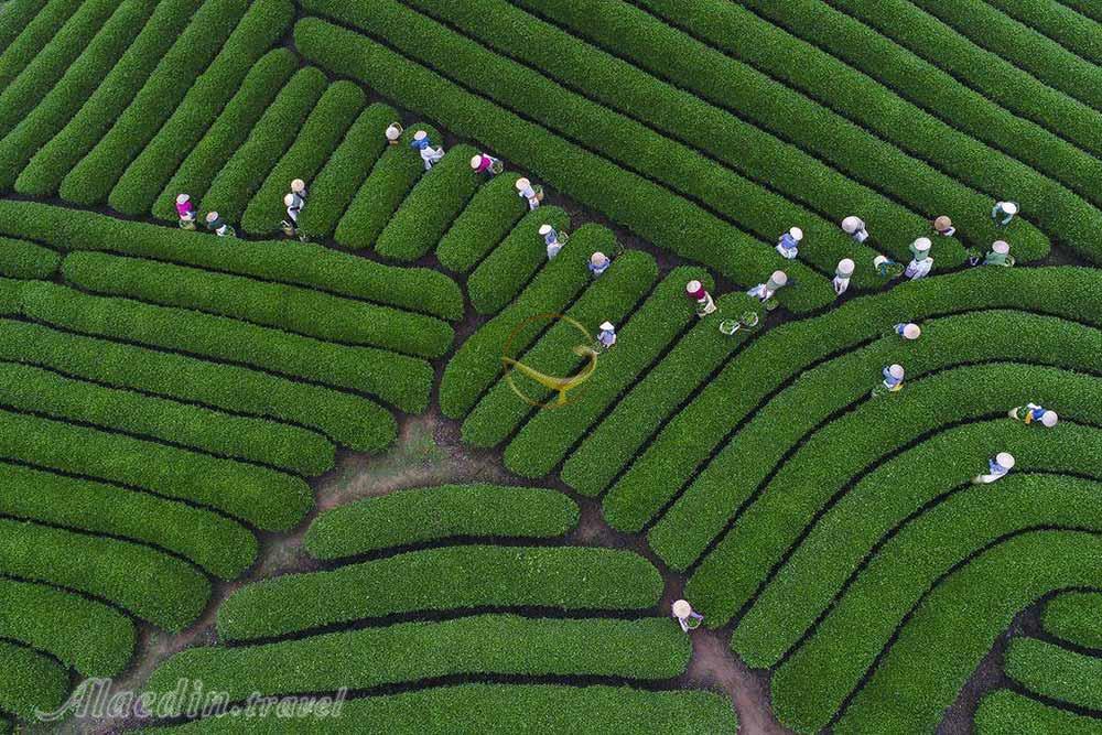 تور ویتنام | علاءالدین تراول