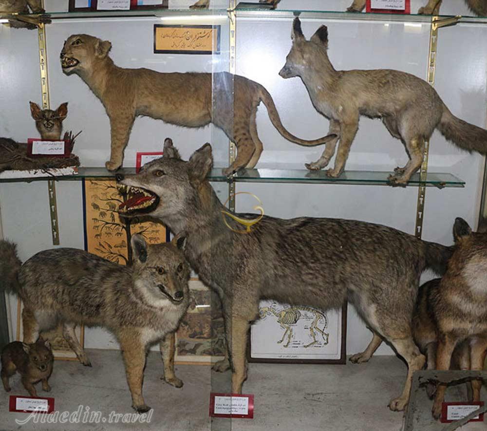 تور موزه های حیات وحش تهرانگردی | علاءالدین تراول