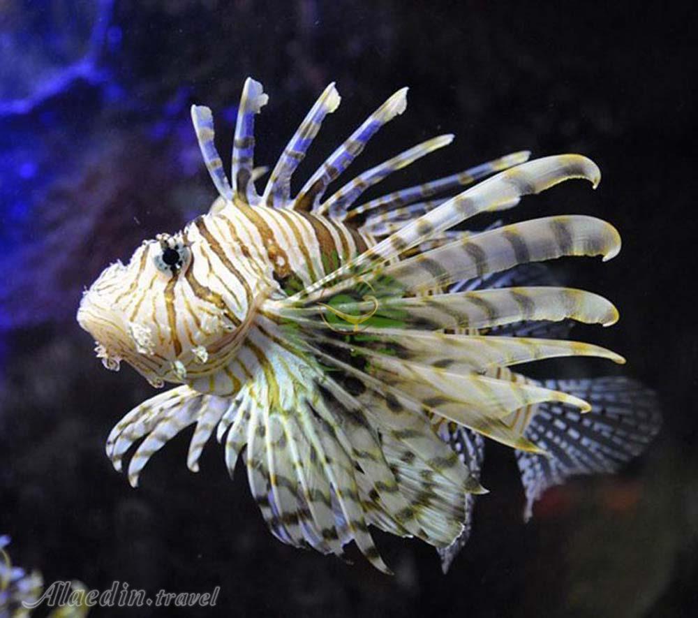 تور موزه های حیات وحش تهرانگردی | علاءالدین تراول