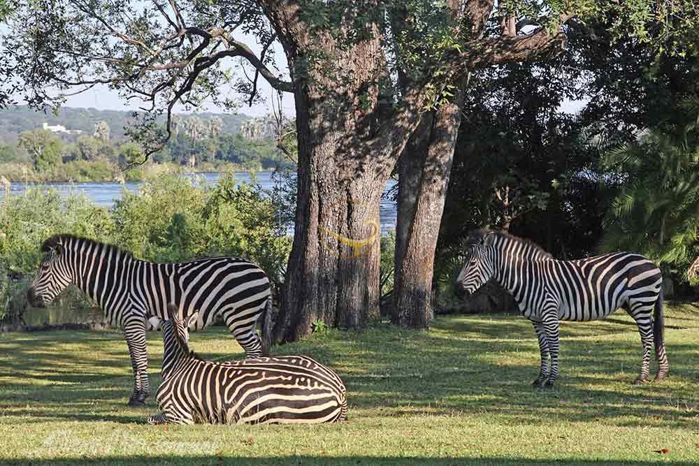 تور زیمباوه | علاءالدین تراول