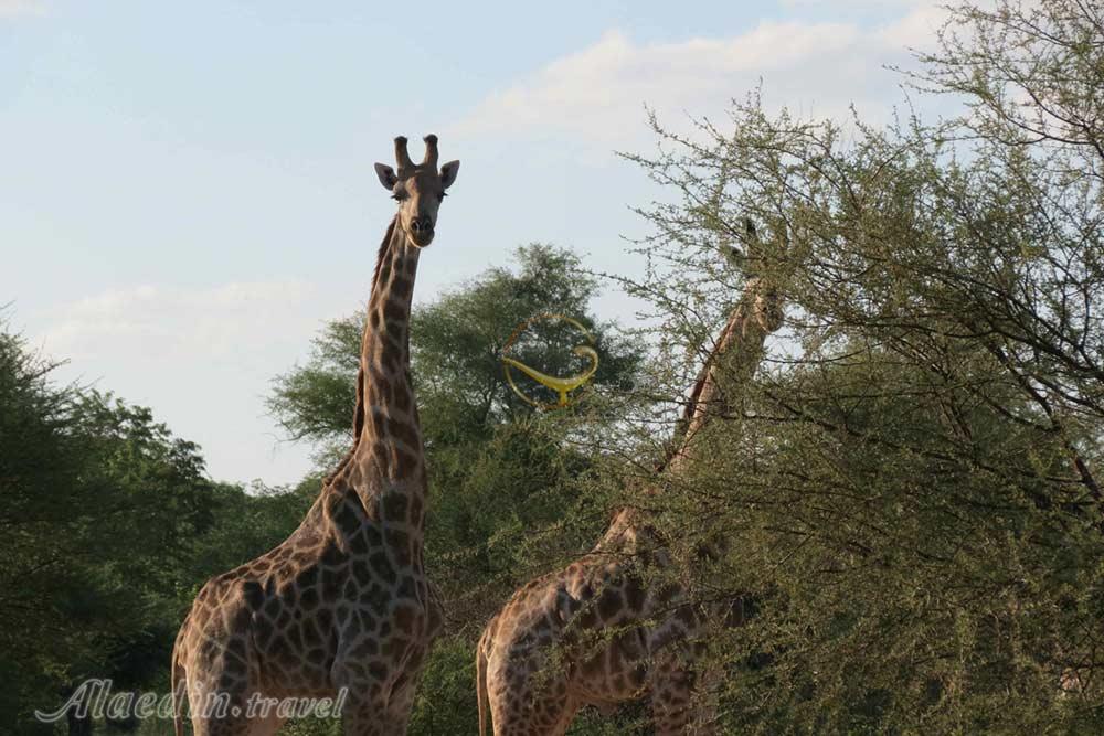 تور زیمباوه | علاءالدین تراول