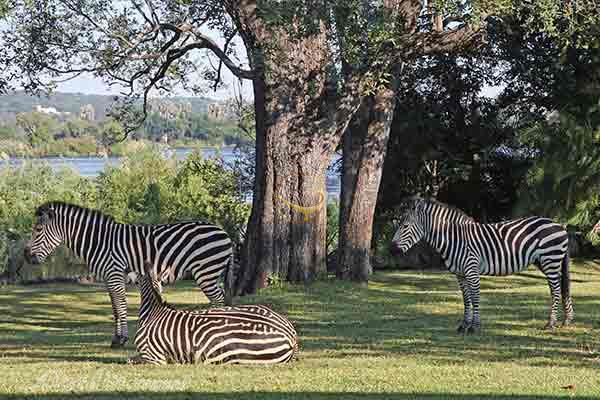 تور زیمبابوه