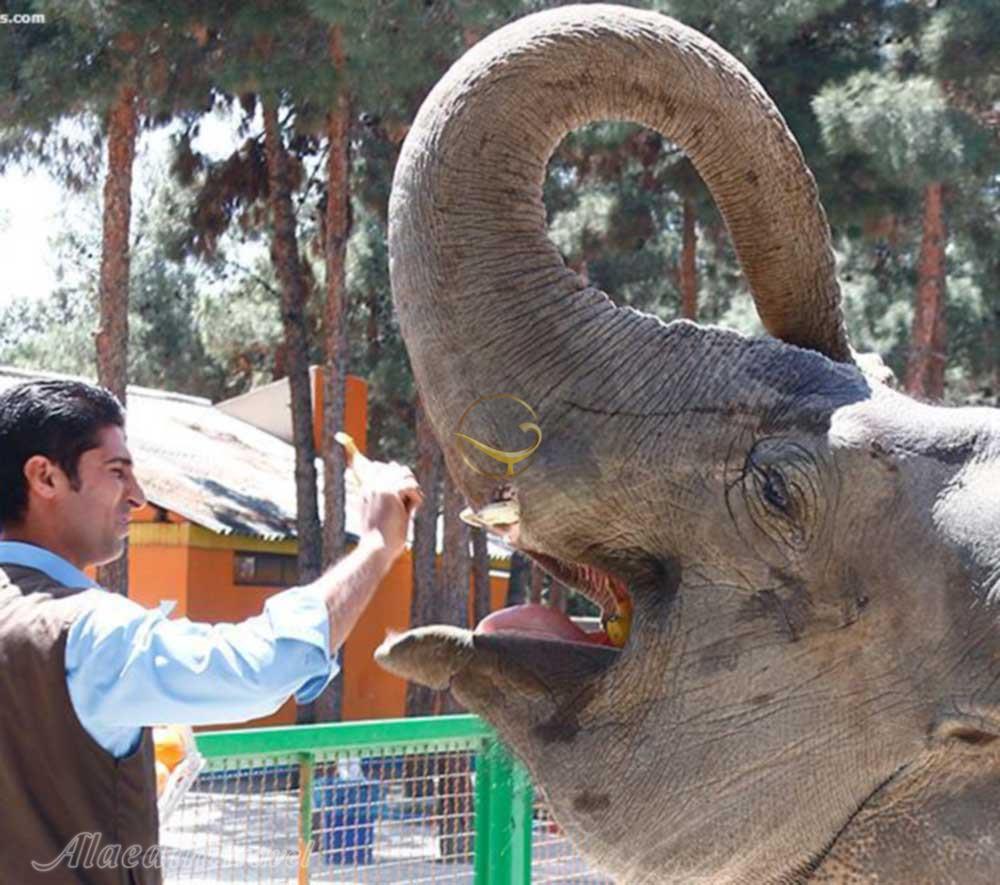 تور باغ وحش و شهر بازی تهرانگردی | علاءالدین تراول