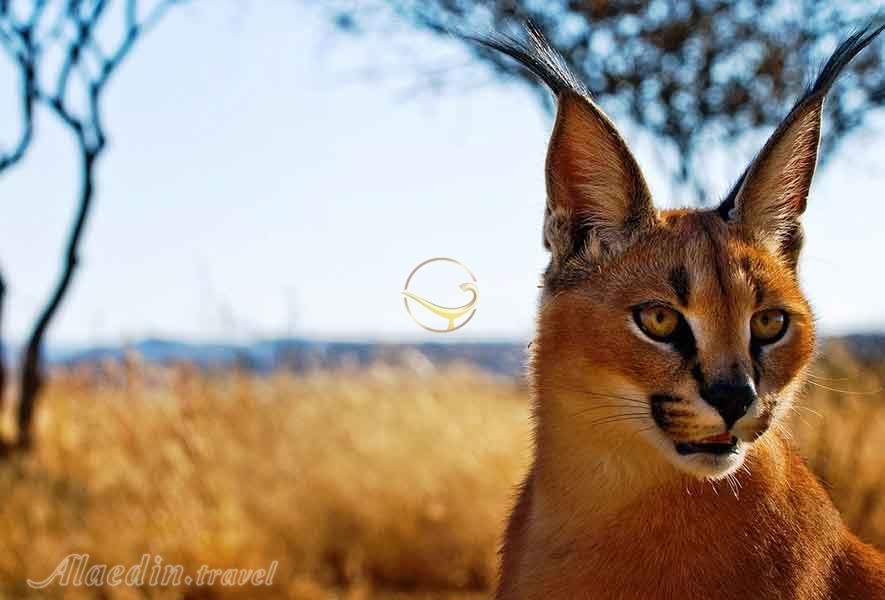 کاراکال