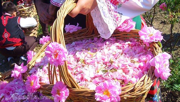 مراسم گلاب گیری