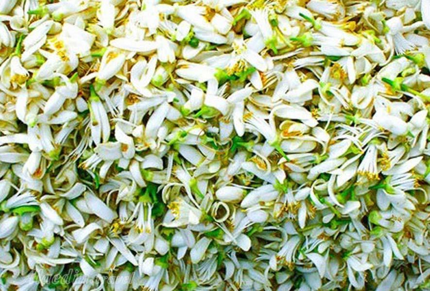 افسانه عروسی بهارنارنج