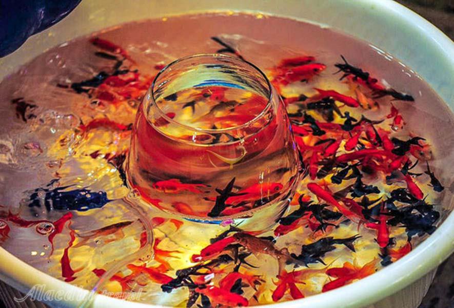 ایام نوروز در شیراز