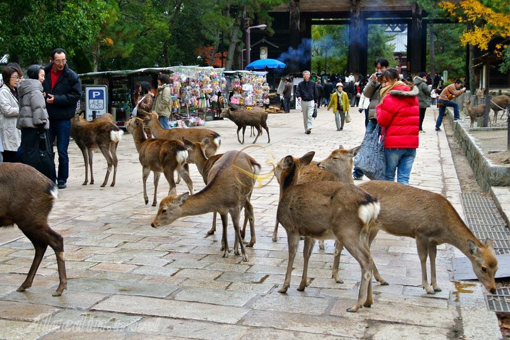 گوزن‌های مقدس نارا؛ نگهبانان معابد باستانی ژاپن