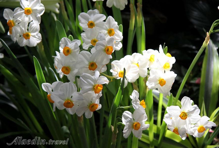 جشنواره گل نرگس در بهبهان