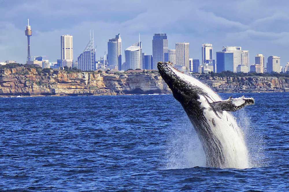 شهر سیدنی | علاالدین تراول