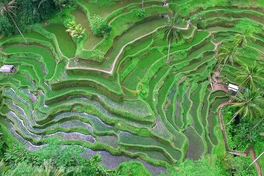 شهر  بالی | علاءالدین تراول