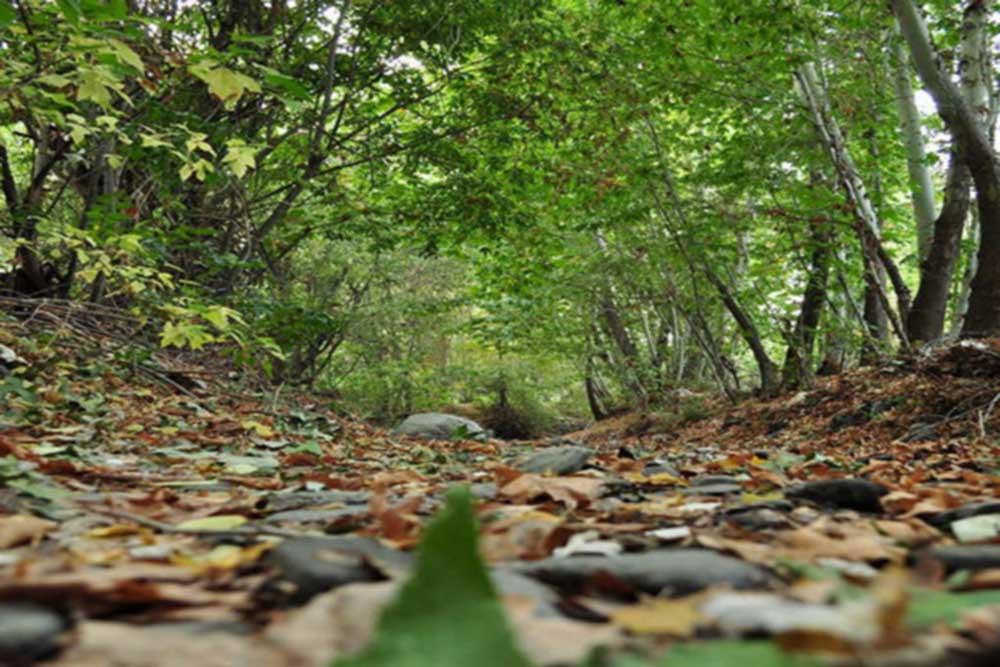 شهر  بینالود (طرقبه شاندیز) | علاءالدین تراول