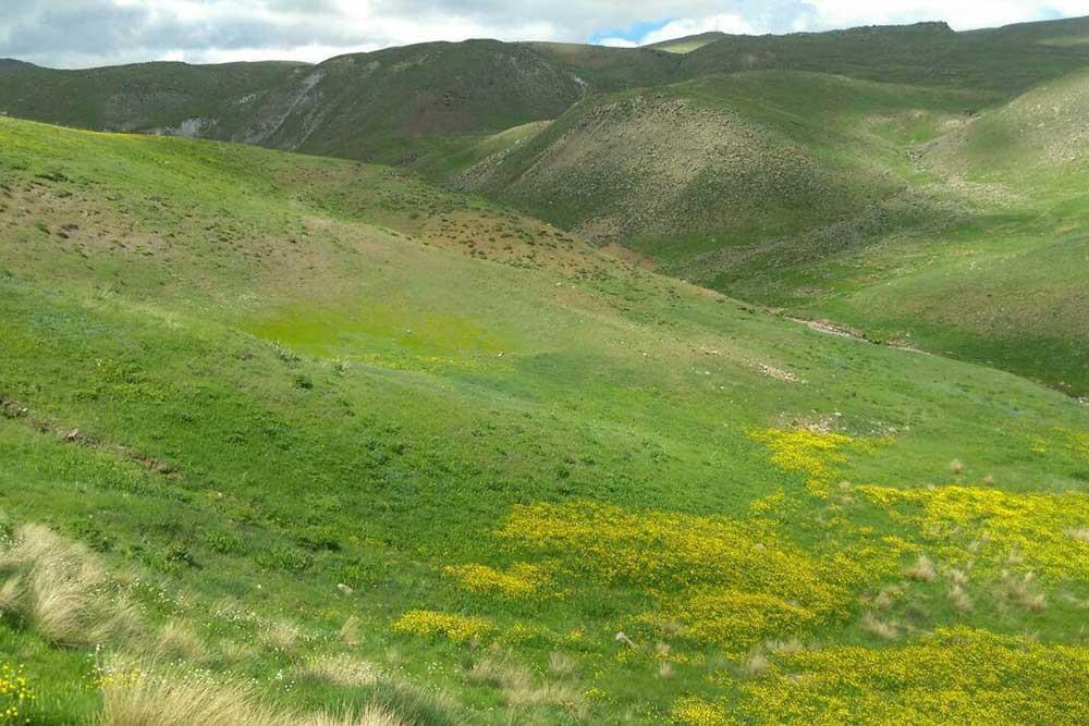 شهر  چالدران