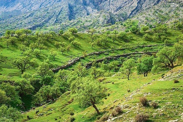 شهر گچساران | علاءالدین تراول