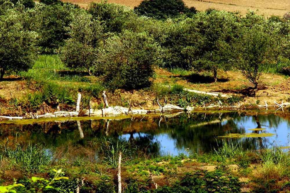 شهر  کلاله | علاءالدین تراول