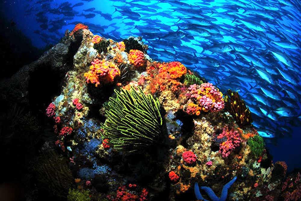 شهر پالاوان | علاءالدین تراول