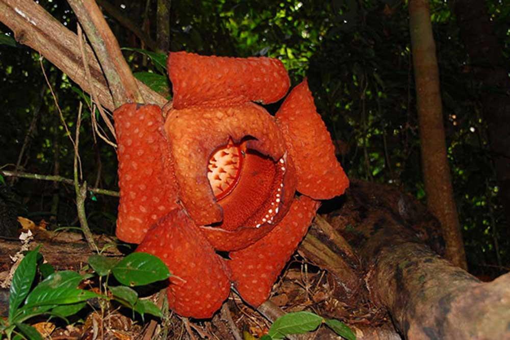 شهر  ساراواک | علاءالدین تراول