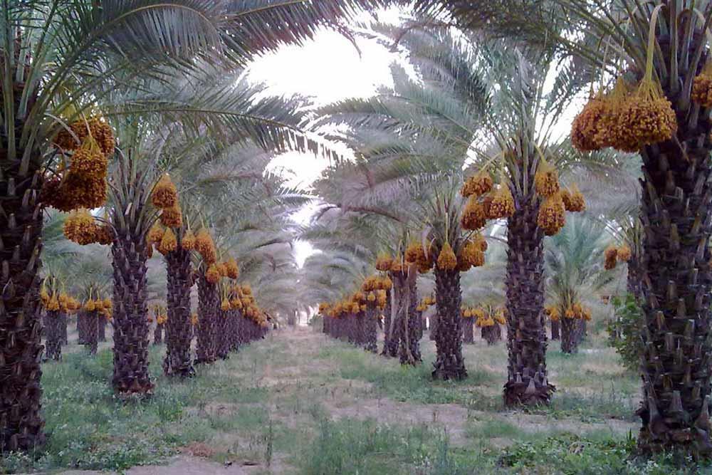 شهر  تنگستان